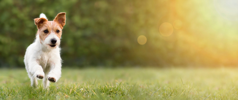 How Summer Heat Impacts Your Pet's Gut Health