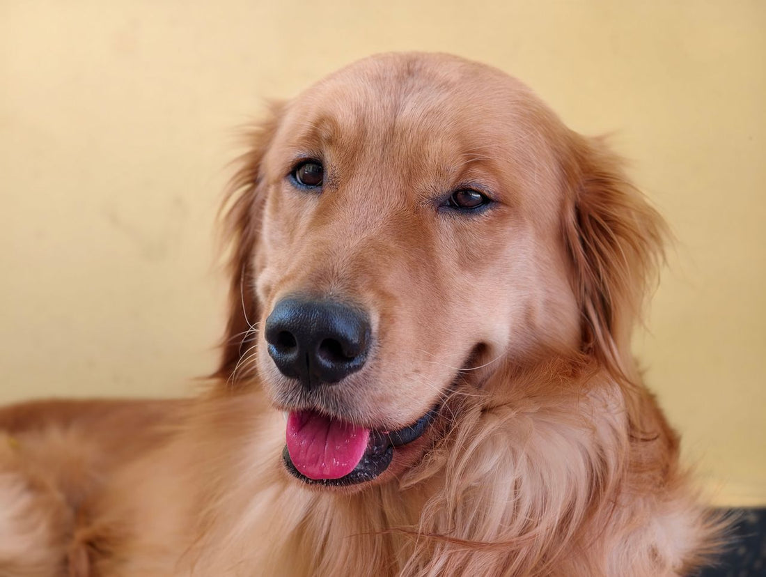 Why Is Pet Dental Hygiene Important?