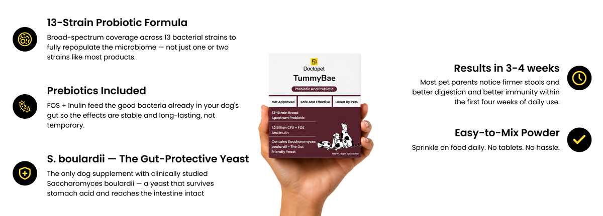 Why Your Dog Needs TummyBae Daily?